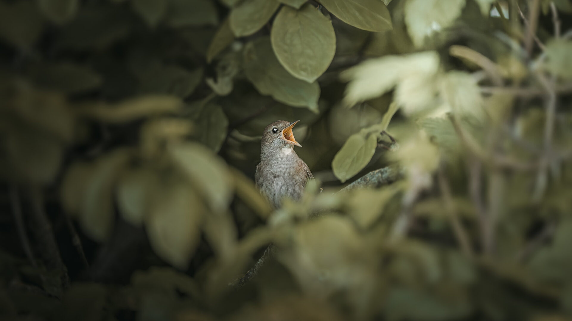 Спів Соловейка Східного (Thrush Nightingale)