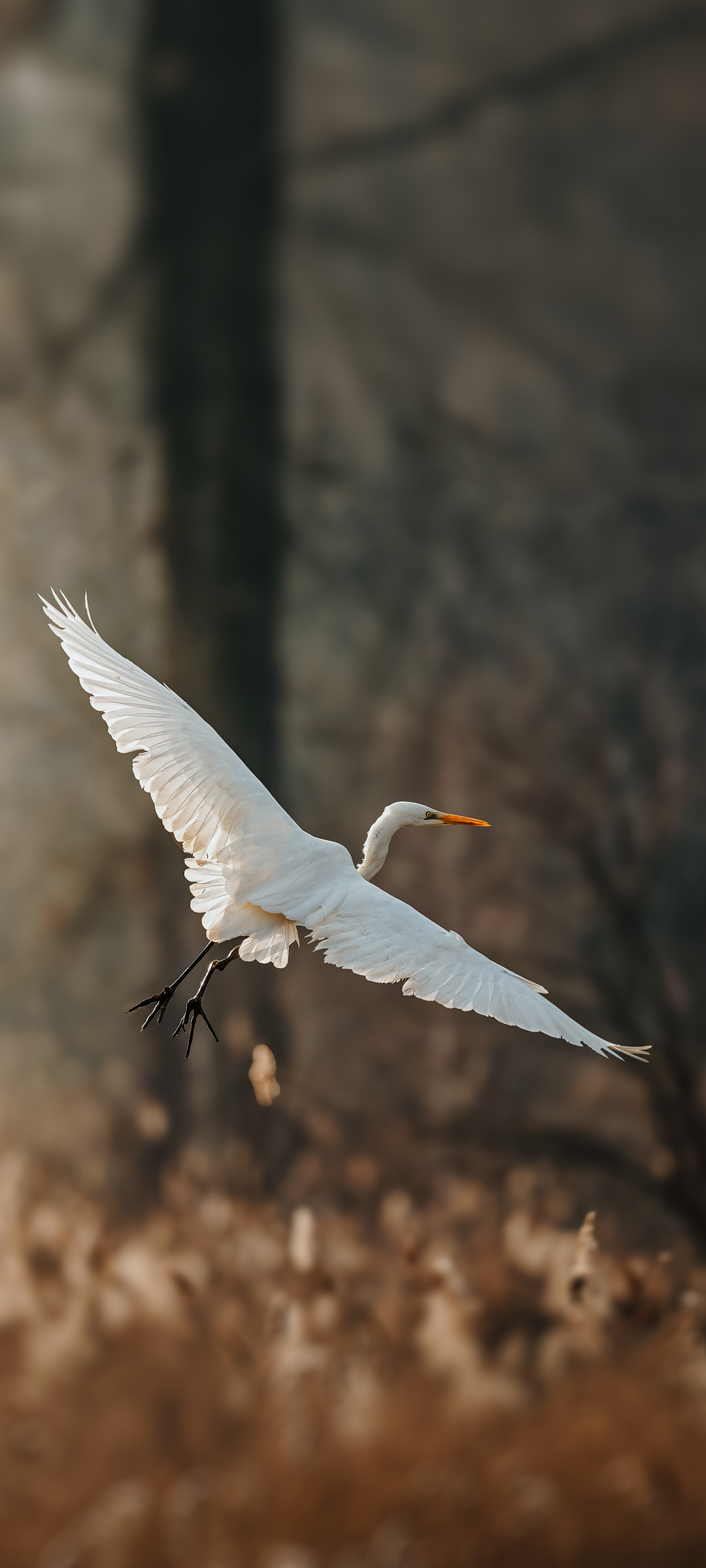 Чепура велика (Great Egret) — шпалери для телефону