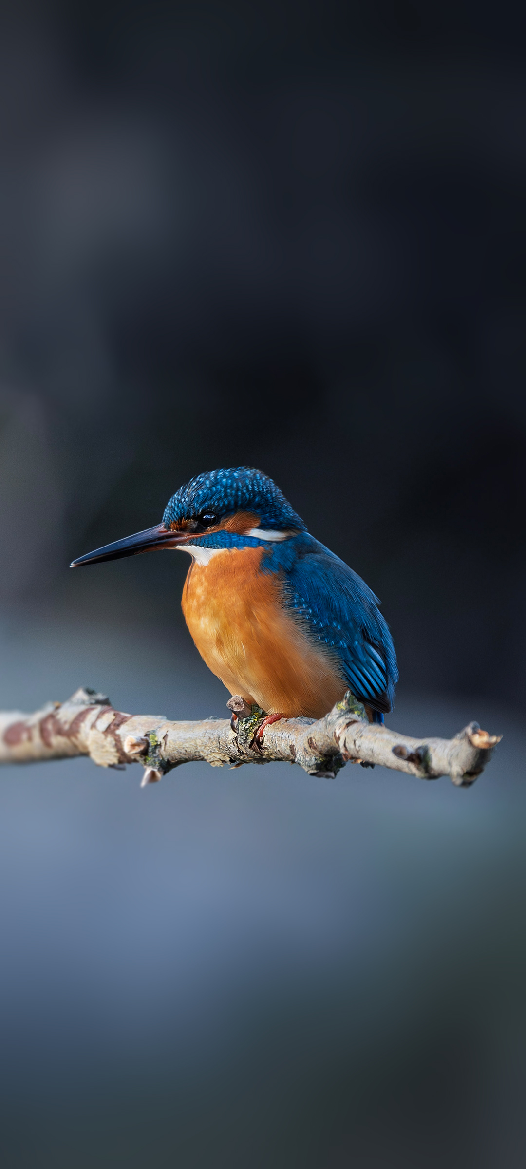 Рибалочка (Kingfisher) — шпалери для телефону