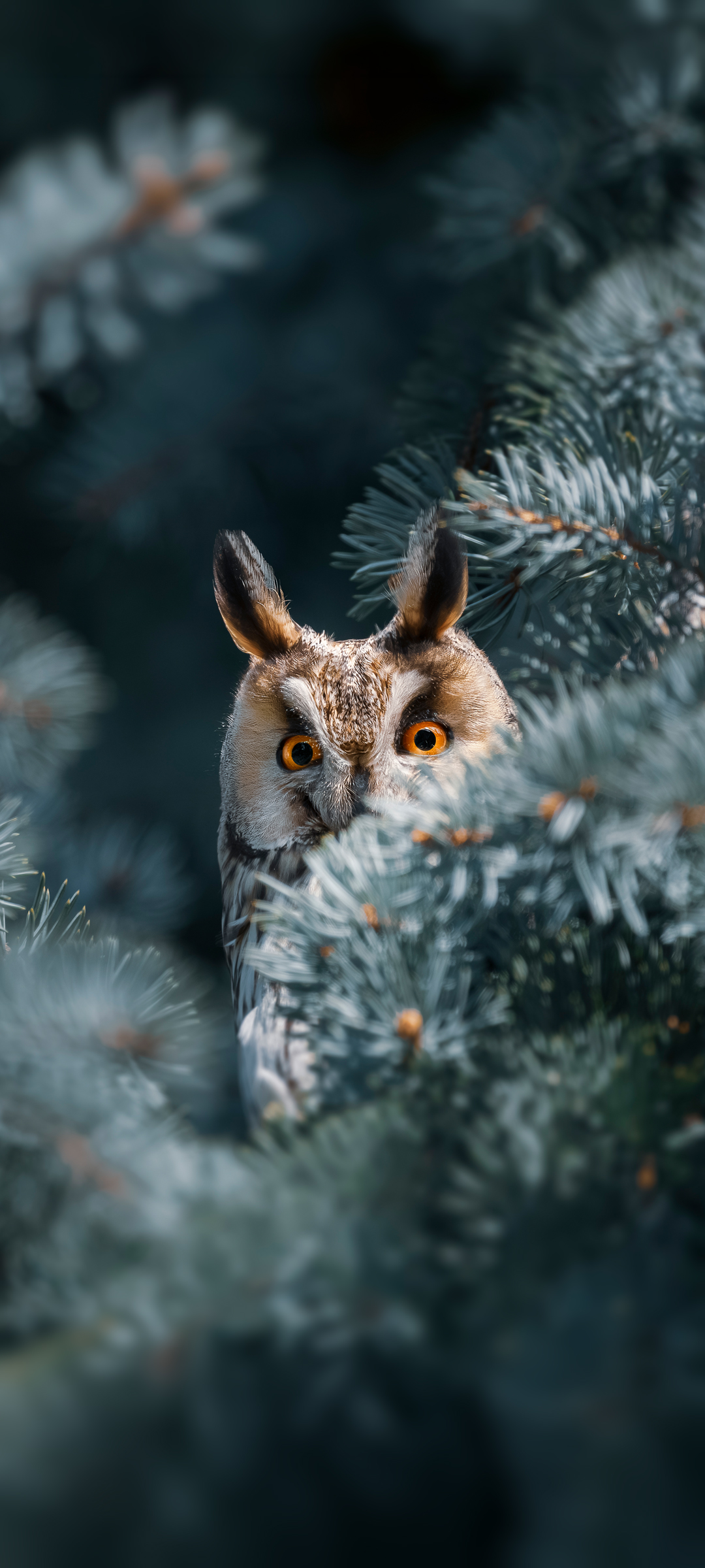 Сова вухата (Long-eared Owl) — шпалери для телефону