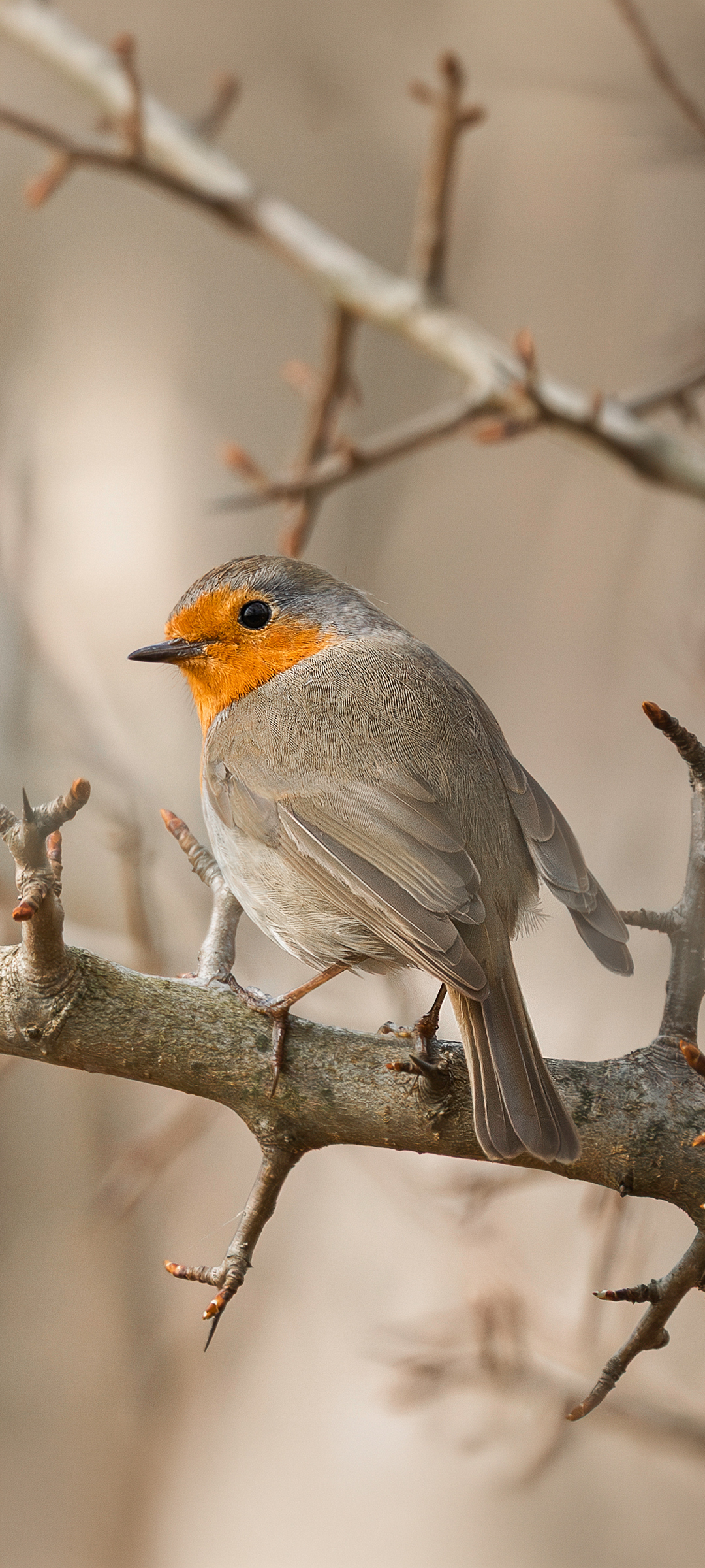 Вільшанка (Robin) — шпалери для телефону