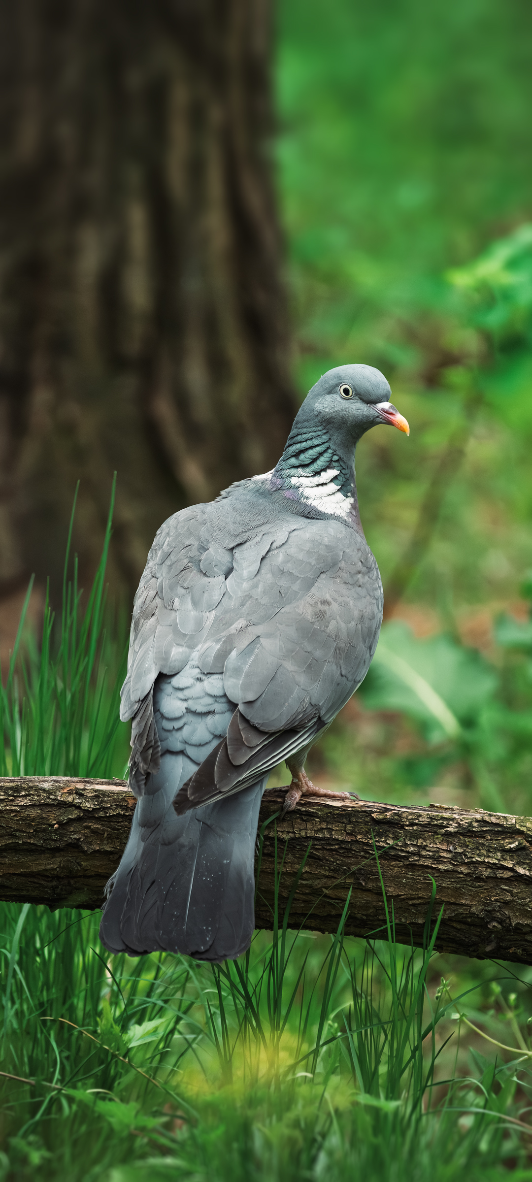 Припутень (Лісовий голуб, Wood Pigeon) — шпалери для телефону