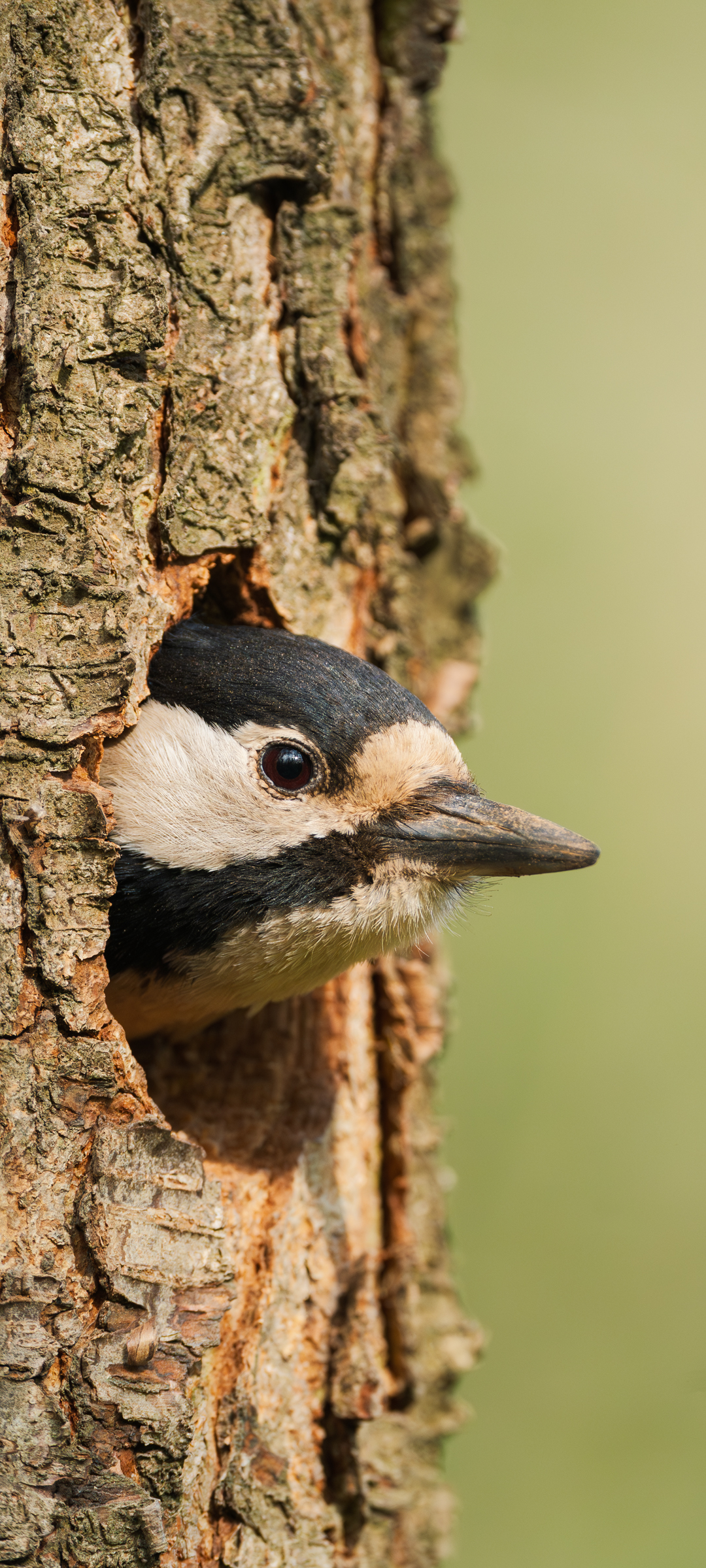 Дятел (Great Spotted Woodpecker) — шпалери для телефону